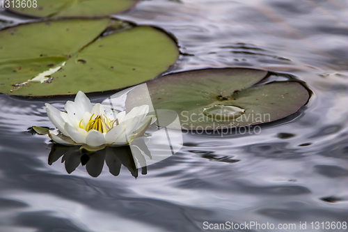 Image of White water lily in water.