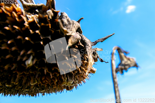 Image of Deflorate, withered sunflower on background of blue sky.