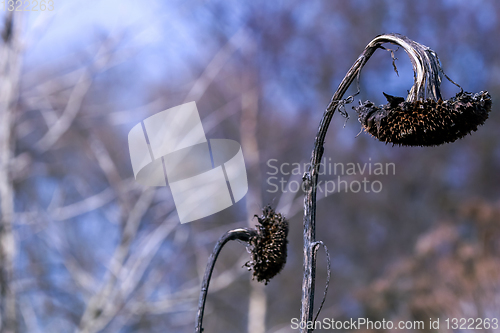 Image of Closeup of deflorate, withered sunflowers.