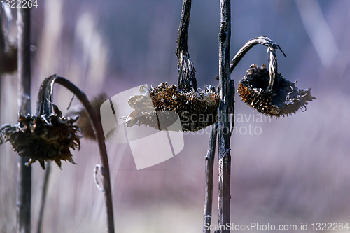 Image of Closeup of deflorate, withered sunflowers.
