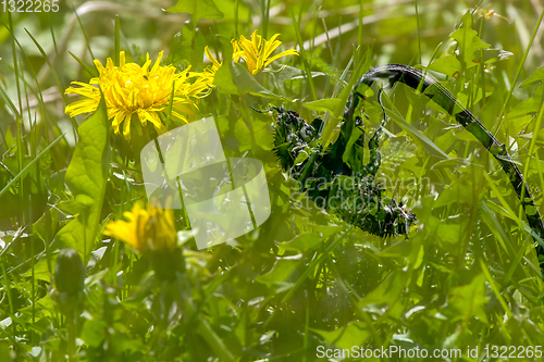 Image of Sunflower in green dandelion meadow.