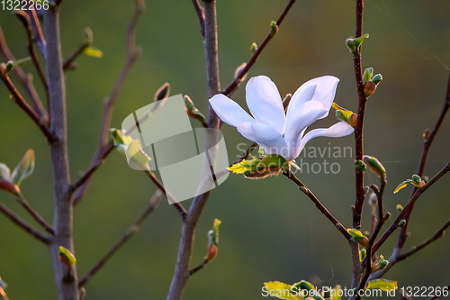 Image of Close up of magnolia flower in spring.