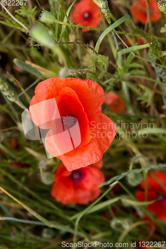 Image of Blooming red poppy flowers on summer meadow.