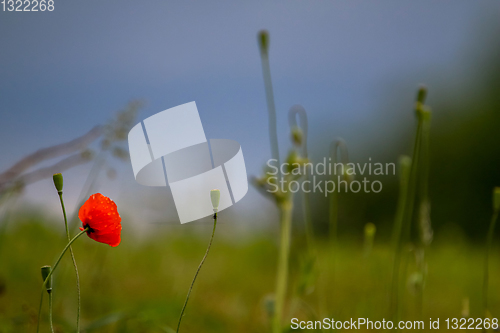 Image of Blooming red poppy flowers on summer meadow.