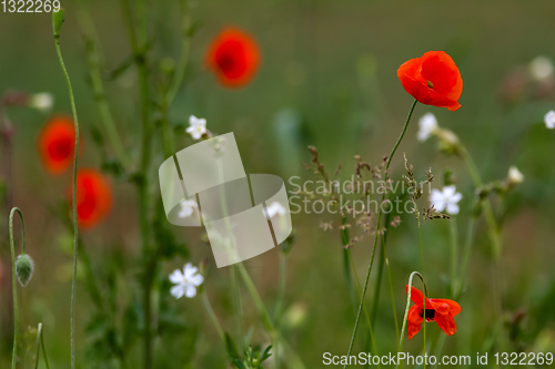 Image of Blooming red poppy and white flowers on meadow.