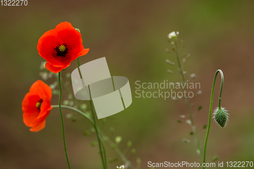 Image of Blooming red poppy flowers on summer meadow.