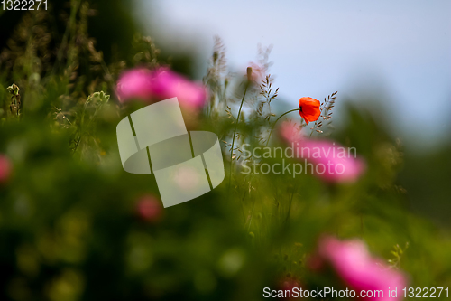 Image of Blooming red poppy and pink flowers on meadow.