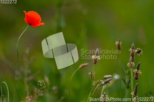Image of Blooming red poppy flowers on summer meadow.