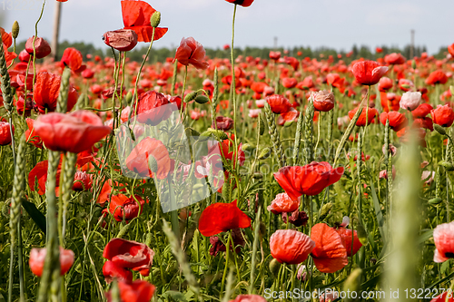 Image of Landscape of red poppy flowers on meadow.