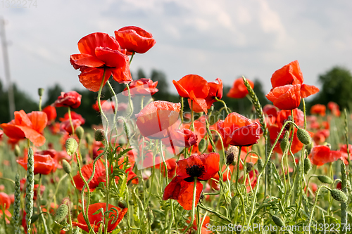 Image of Landscape of red poppy flowers on meadow.