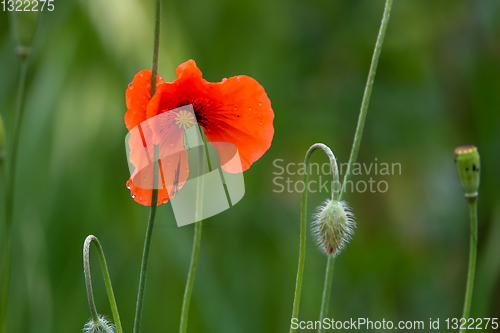 Image of Blooming red poppy flowers on summer meadow.