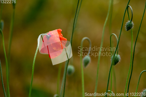 Image of Blooming red poppy flowers on summer meadow.