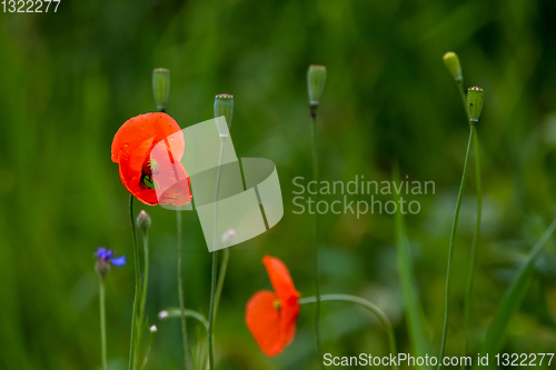 Image of Blooming red poppy flowers on summer meadow.