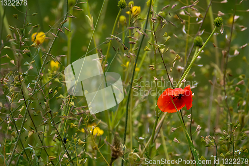 Image of Blooming red poppy and yellow flowers on meadow.