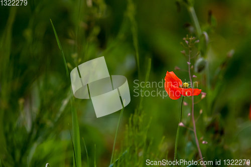Image of Blooming red poppy flowers on summer meadow.