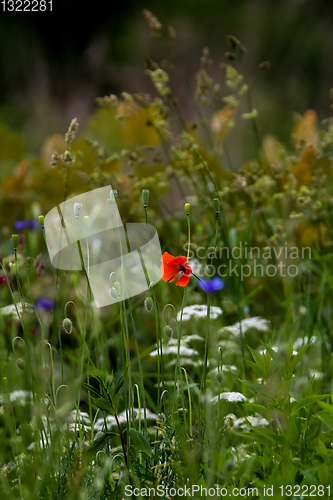 Image of Blooming red poppy and white flowers on meadow.