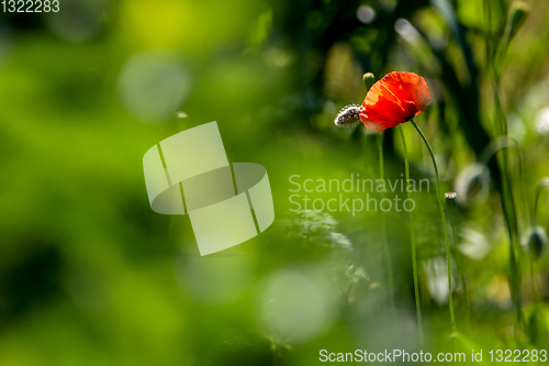 Image of Blooming red poppy flowers on summer meadow.