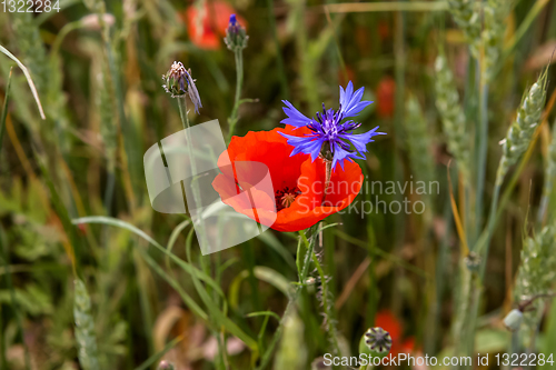 Image of Blooming red poppy flowers and cornflower on meadow.