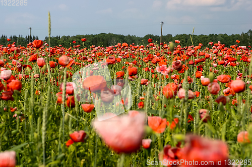 Image of Landscape of red poppy flowers on meadow.