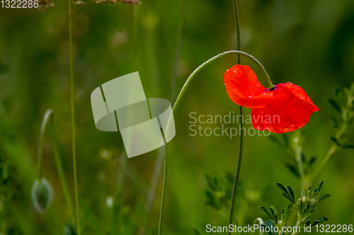 Image of Blooming red poppy flowers on summer meadow.