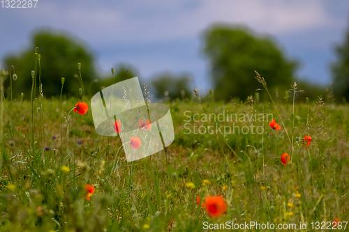 Image of Landscape of red poppy flowers on meadow.