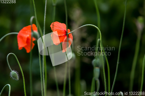 Image of Blooming red poppy flowers on summer meadow.