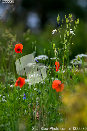 Image of Blooming red poppy flowers on summer meadow.