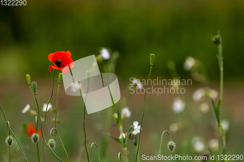 Image of Blooming red poppy flowers on summer meadow.
