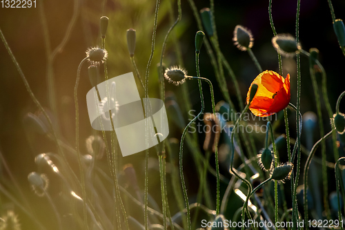 Image of Blooming red poppy flowers on summer meadow.