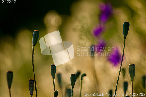 Image of Poppy seed boxes on summer meadow.