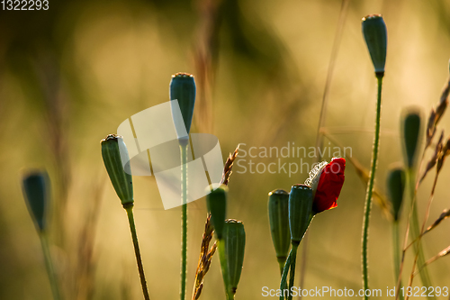 Image of Poppy seed boxes on summer meadow.