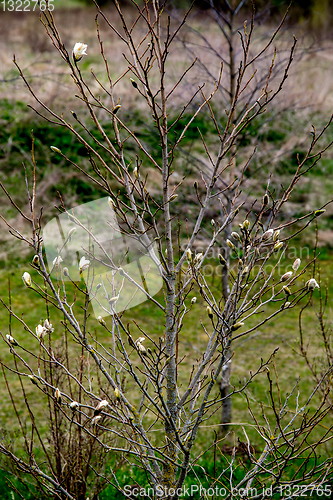 Image of Magnolia bush in the spring, Latvia. 