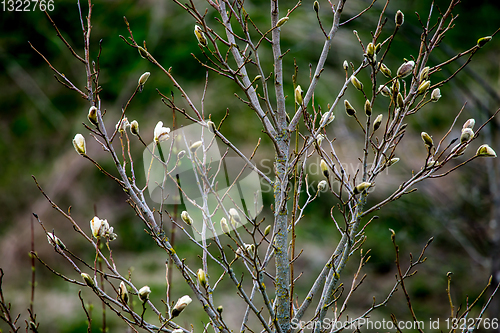 Image of Magnolia bush in the spring, Latvia. 