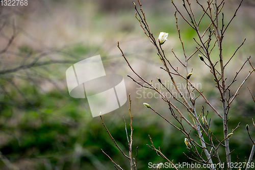 Image of Magnolia bush in the spring, Latvia. 