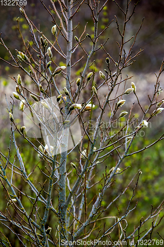 Image of Magnolia bush in the spring, Latvia. 