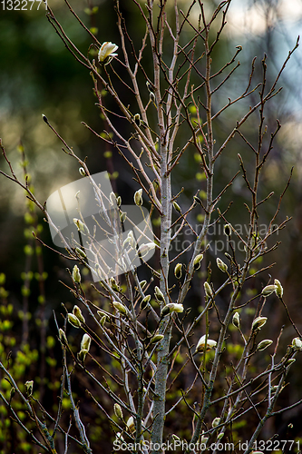 Image of Magnolia bush in the spring, Latvia. 