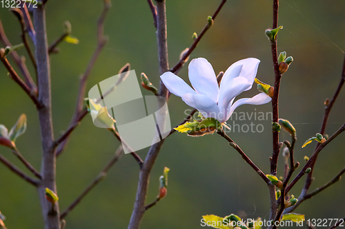 Image of Close up of magnolia flower in spring.