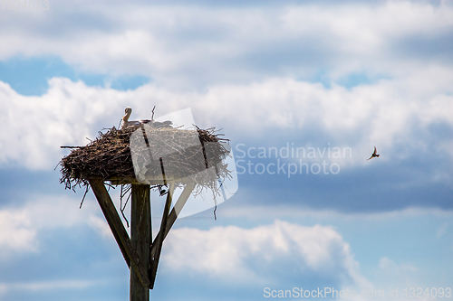 Image of Storks baby in nest on blue sky background.