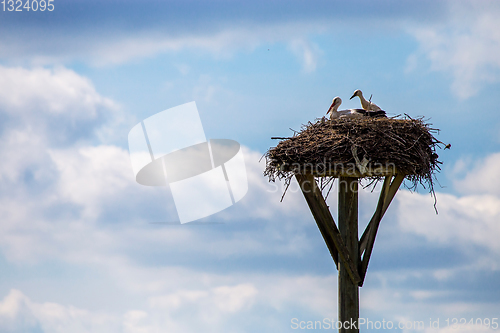 Image of Storks baby in nest on blue sky background.