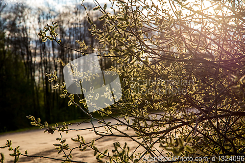 Image of Nature background with pussy willow branches. 