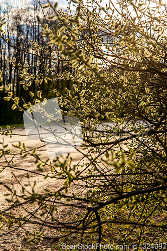 Image of Nature background with pussy willow branches. 