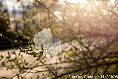 Image of Nature background with pussy willow branches. 
