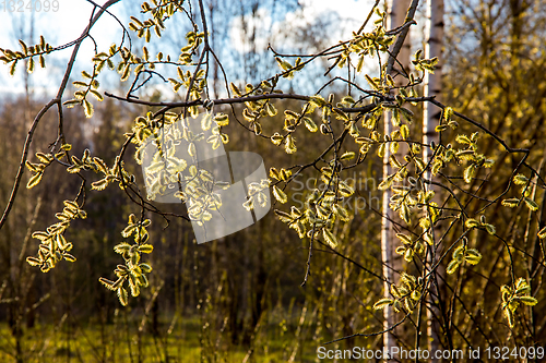 Image of Nature background with pussy willow branches. 