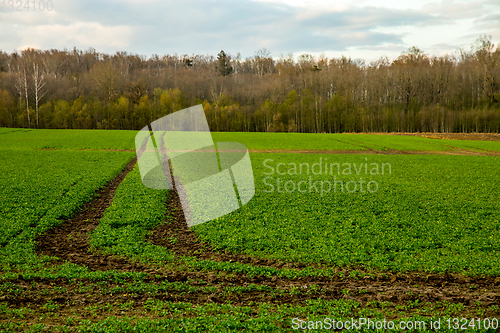 Image of Path on the green cereal field.