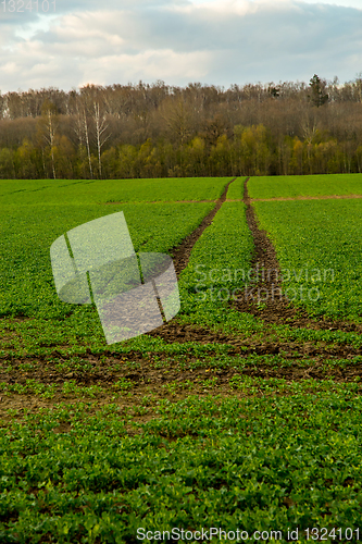Image of Path on the green cereal field.