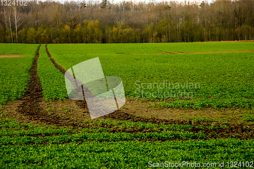 Image of Path on the green cereal field.