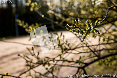 Image of Nature background with pussy willow branches. 