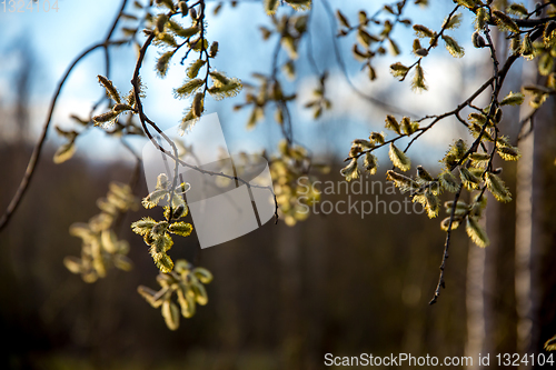 Image of Nature background with pussy willow branches. 
