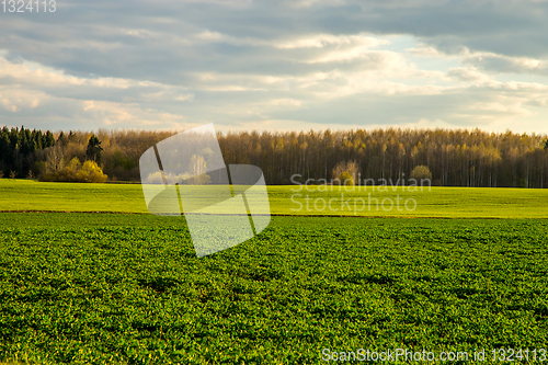 Image of Landscape with cereal field, forest and blue sky