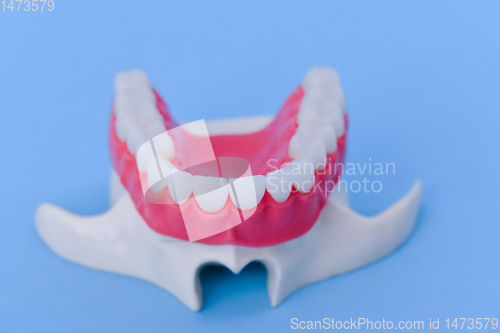 Image of Upper human jaw with teeth and gums anatomy model